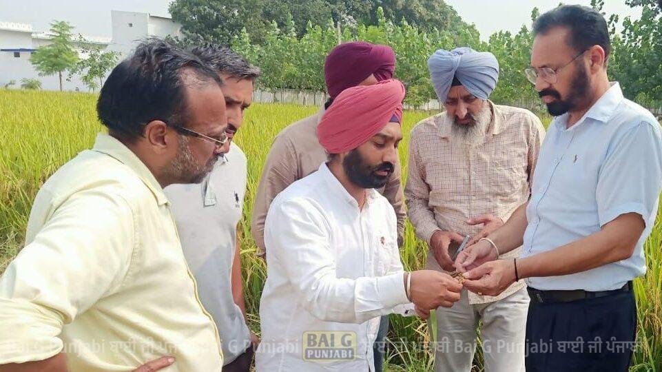 ਐਸ.ਡੀ.ਐਮ. ਸ੍ਰੀ ਚਮਕੌਰ ਸਾਹਿਬ ਵਲੋਂ ਹਲਦੀ ਰੋਗ ਨਾਲ ਪ੍ਰਭਾਵਿਤ ਖੇਤਾਂ ਦਾ ਕੀਤਾ ਦੌਰਾ 1000452369