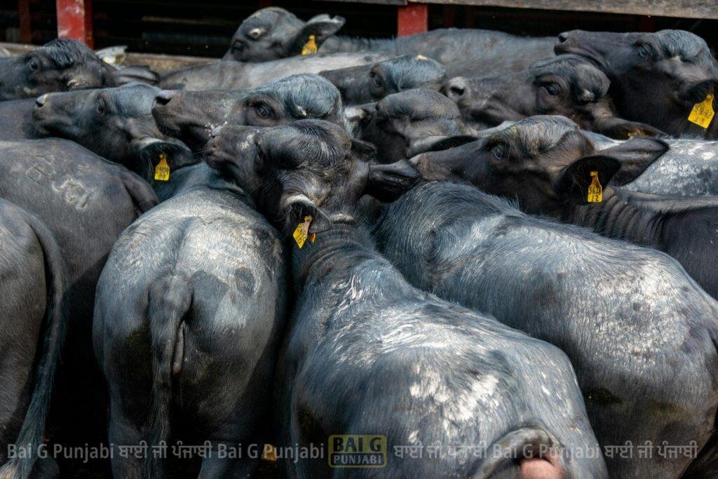 A dense gathering of buffaloes in a farm setting, showcasing their sleek dark coats and numbered ear tags.